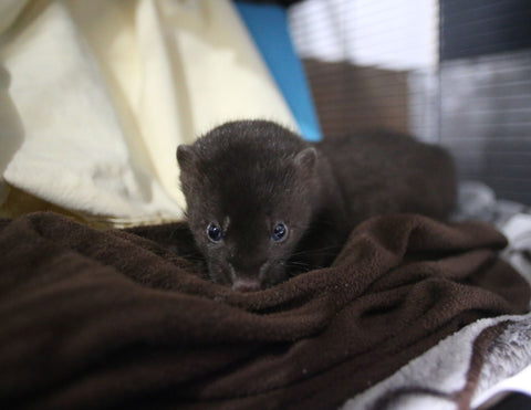 American Mink