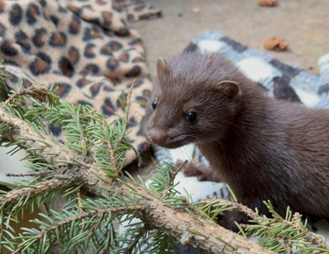 American Mink