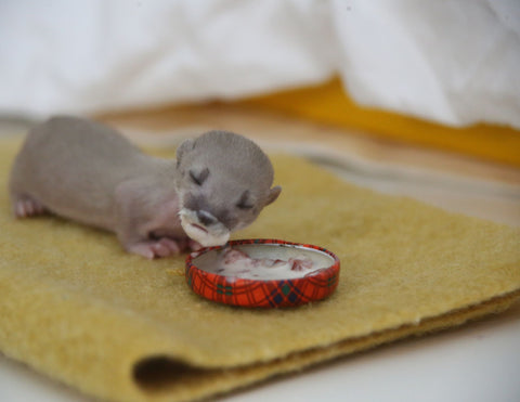 Long-tailed Weasel