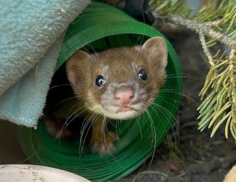 Long-tailed Weasel