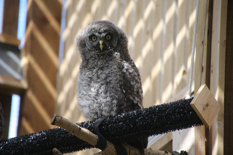 Great Gray Owl