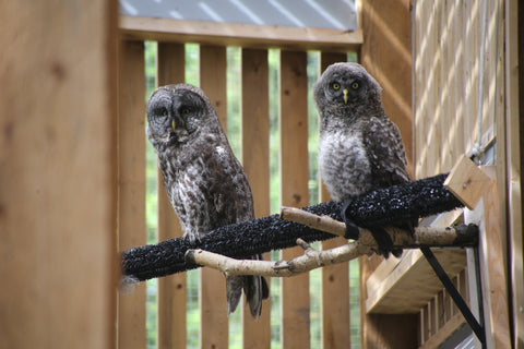 Great Gray Owl