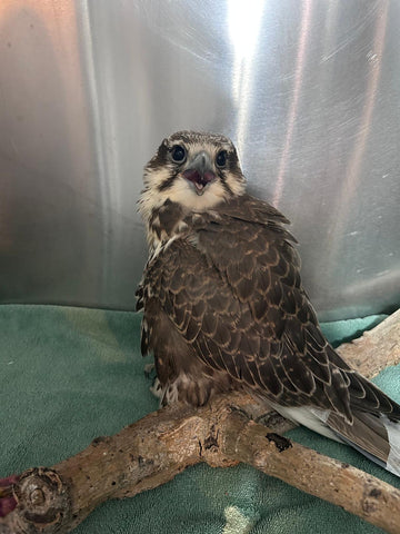 Merlin