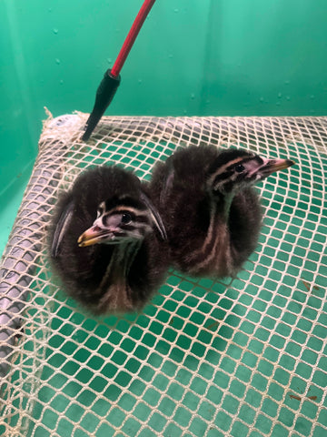 Red-necked Grebe