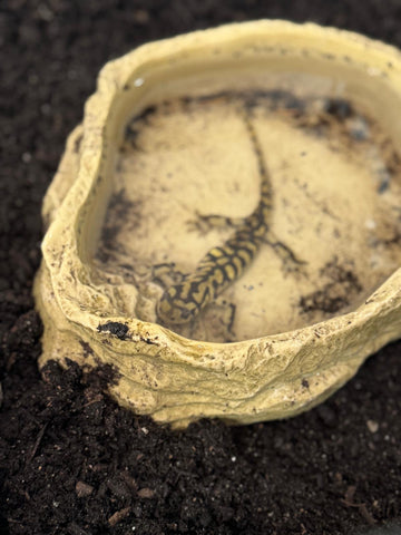 Western Tiger Salamander