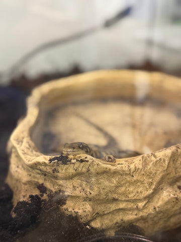 Western Tiger Salamander