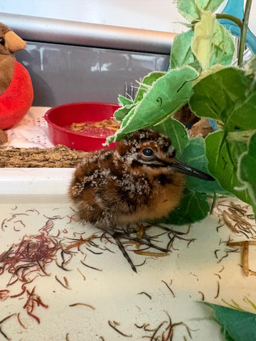 Wilson’s Snipe
