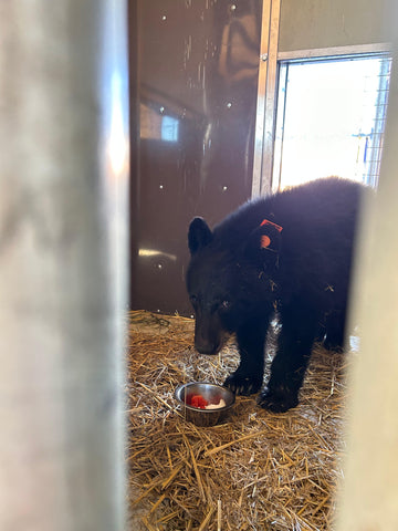 American Black Bear