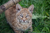 Bobcat