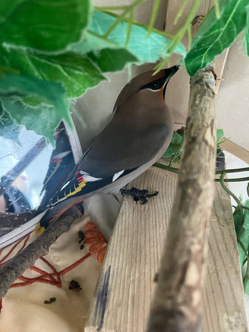 Bohemian Waxwing