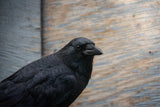 The 'Unlucky' American Crow