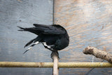 The 'Unlucky' American Crow