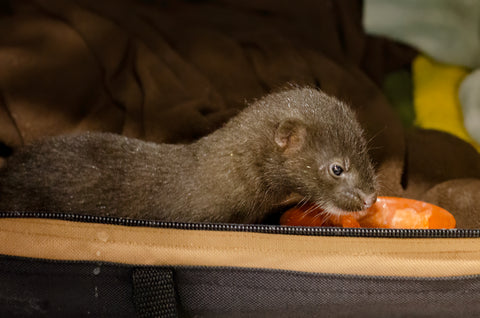 American Mink