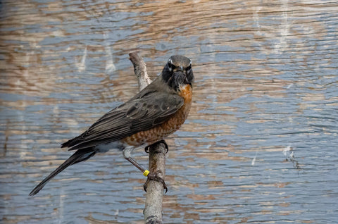 American Robin