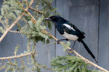 Black Billed Magpie