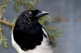 Black Billed Magpie