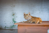 Bobcat