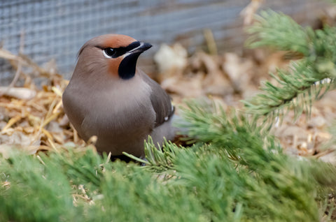 Bohemian Waxwing