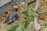 Bohemian Waxwing