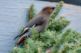 Bohemian Waxwing