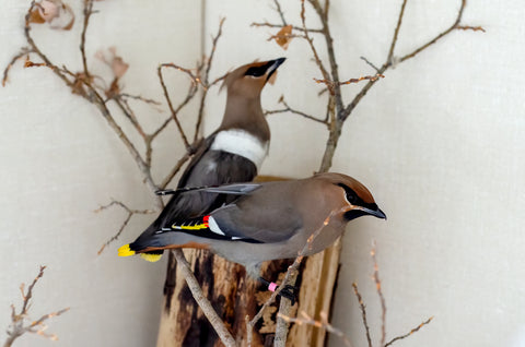 Bohemian Waxwing