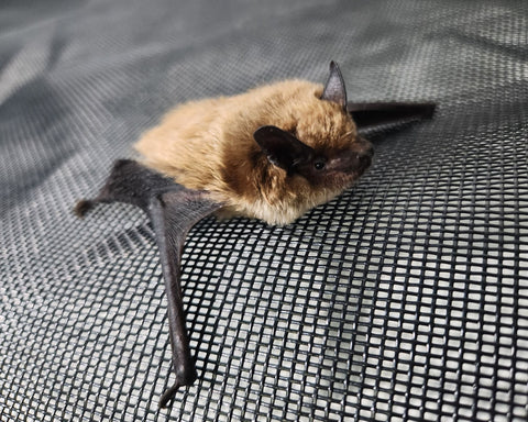 Big Brown Bat