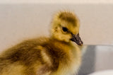 Gosling