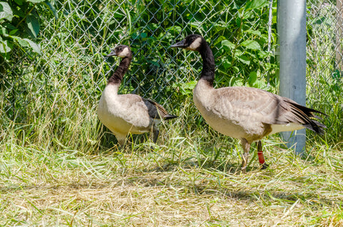 Canada Goose