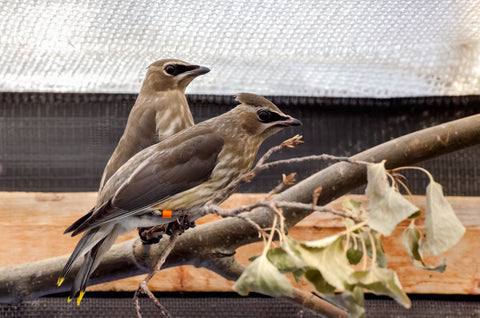 Cedar Waxwing