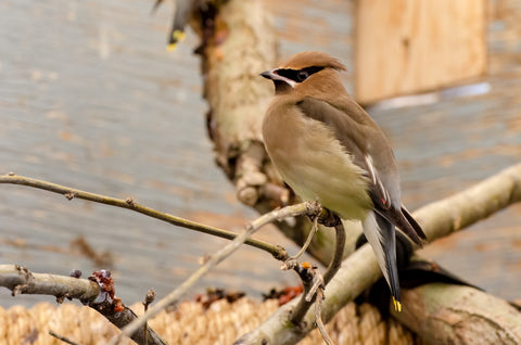 Cedar Waxwing