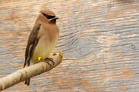Cedar Waxwing