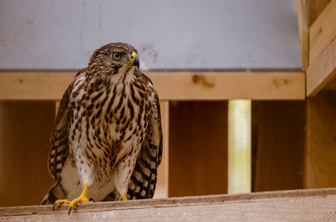 Cooper’s Hawk