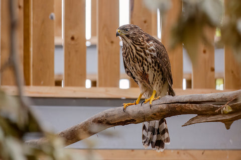 Cooper’s Hawk
