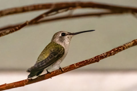 Costa’s Hummingbird