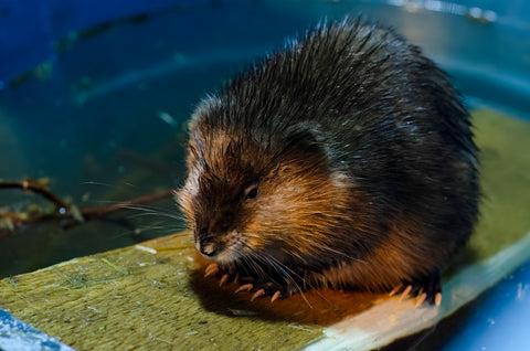 Common Muskrat