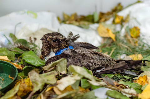 Common Nighthawk