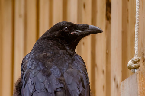 Common Raven