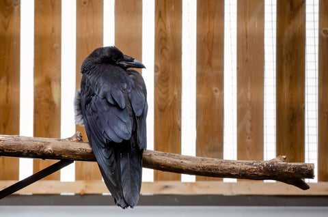 Common Raven