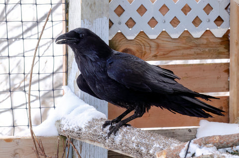 Common Raven