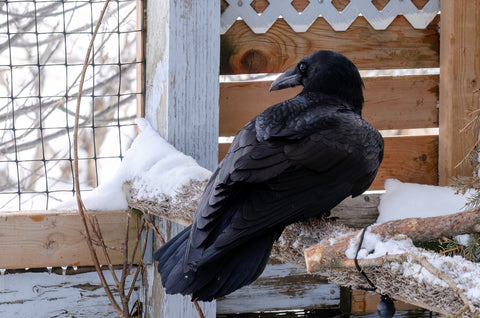 Common Raven