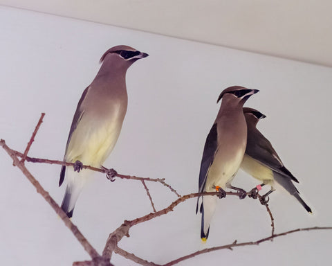 Cedar Waxwing