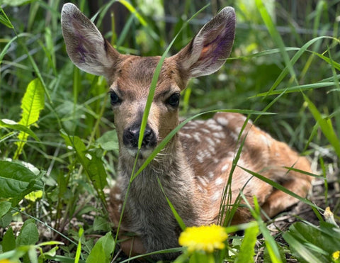 Deer Fawns