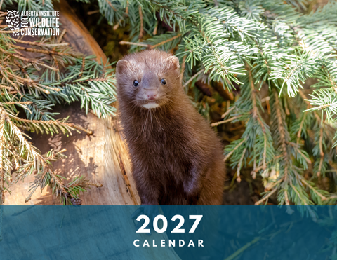 2027 AIWC Calendar