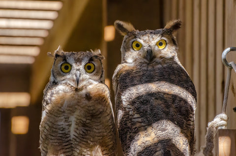 Great Horned Owlet