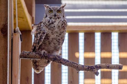 Great Horned Owl