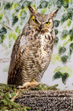 Great Horned Owl