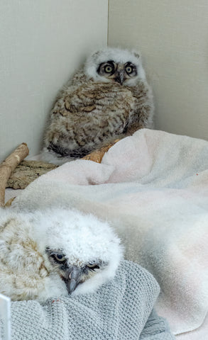Great Horned Owlet