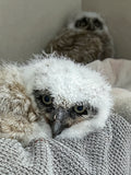 Great Horned Owlet
