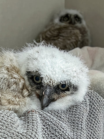 Great Horned Owlet