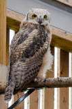 Great Horned Owlet